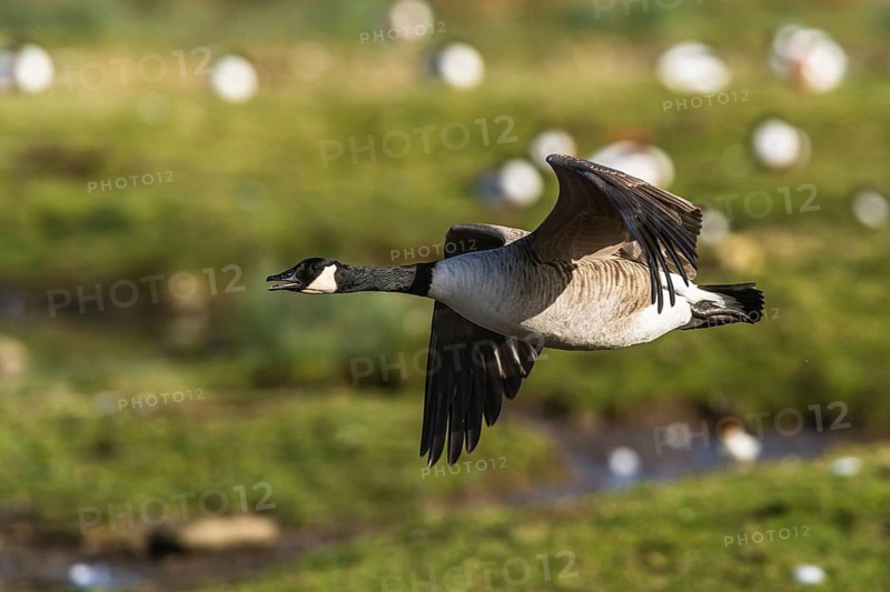 Canada Goose, Branta canadensis bird in flight over winter Marshes, Devon, England, United Kingdom