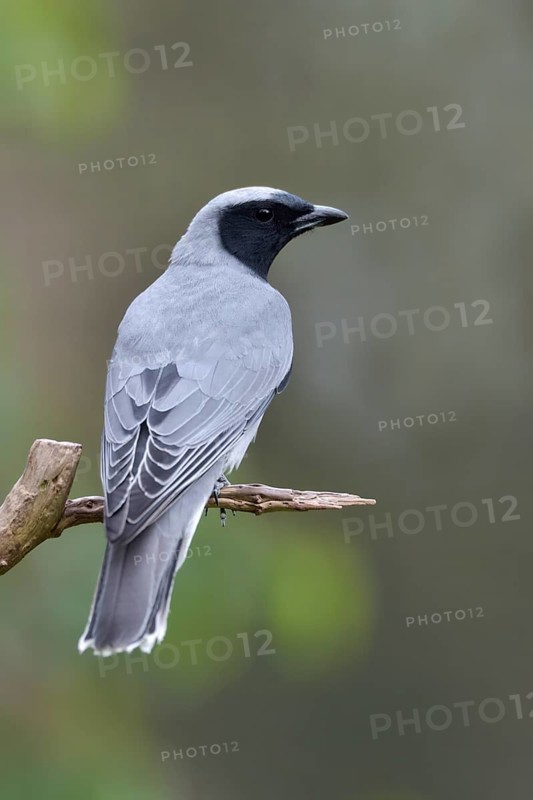 Black-faced Cuckooshrike (Coracina novaehollandiae) perched on a branch, Australia
