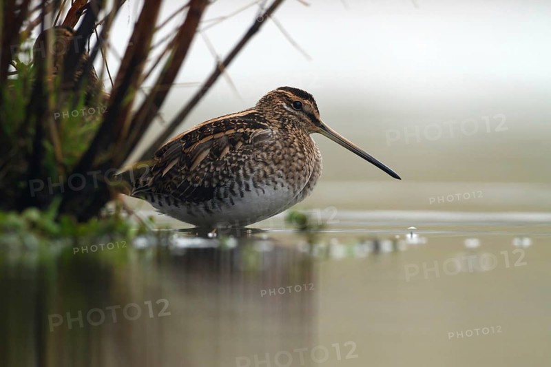Common Snipe (Gallinago gallinago), Utrecht, Netherlands