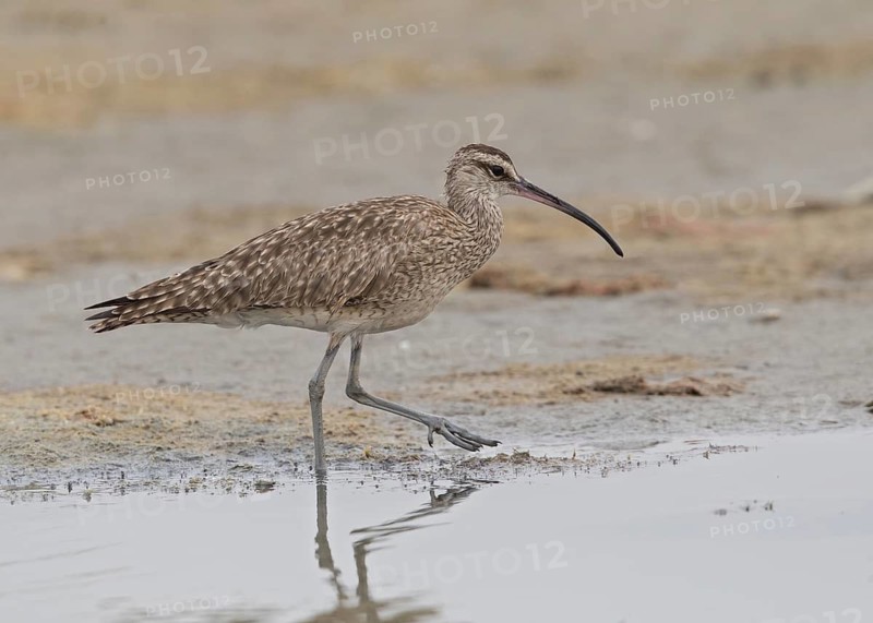 Whimbrel (Numenius phaeopus hudsonicus), Gambia