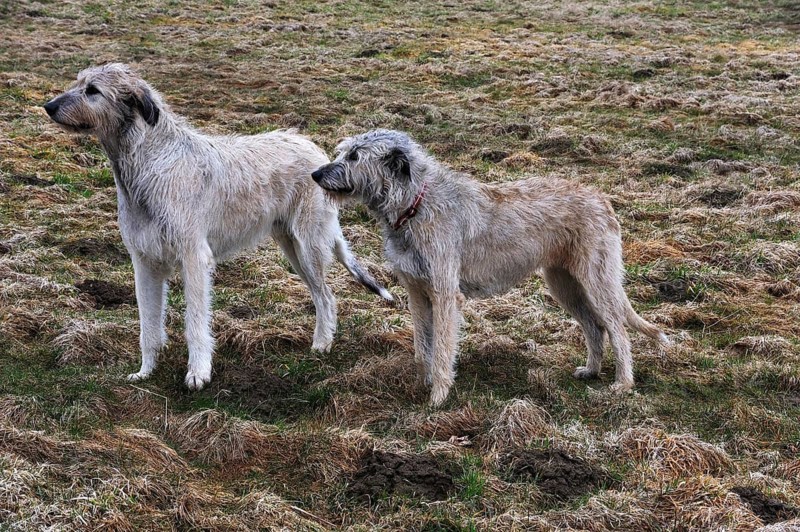 Dogs, an ancient breed of greyhounds, in a pasture, Nesow, Mecklenburg-Western Pomerania, Germany