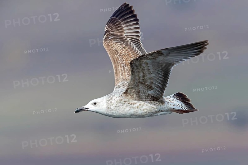 Herring gull, (Ichthyaetus ichthyaetus) Syn: (Larus ichthyaetus), Animals, Birds, Gulls, Seagull, Aerial view, Israel