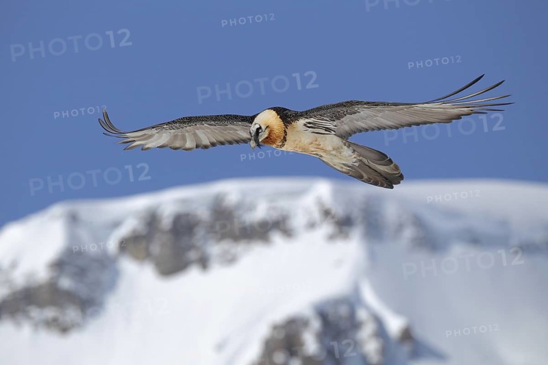 Bearded Vulture (Gypaetus barbatus) flying, Valais, Switzerland