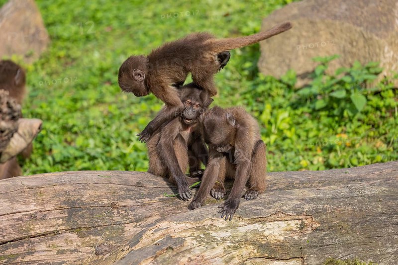 Three baby Gelada (Theropithecus gelada), or bleeding-heart monkey playing on a log