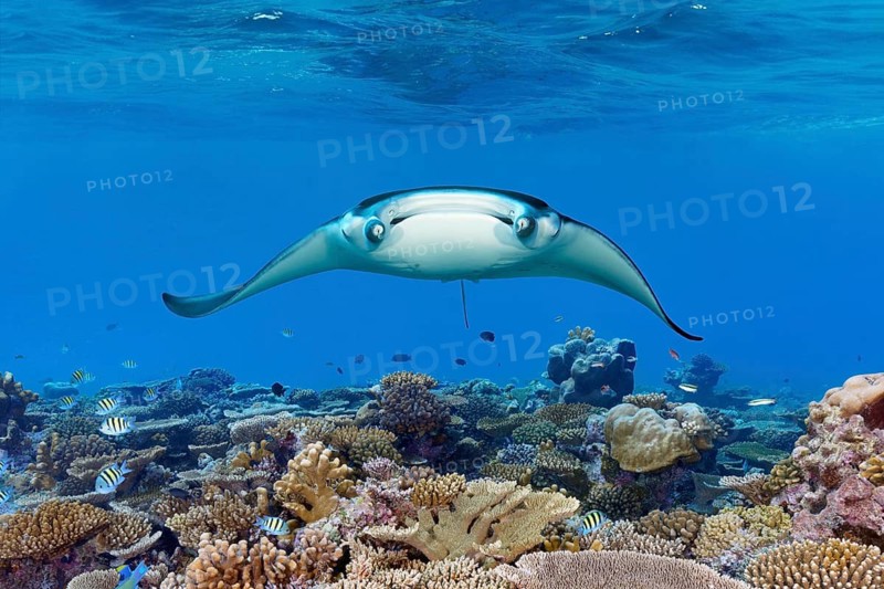 Reef manta ray (Mobula alfredi) from the front, frontal, stingray (Dasyatidae), ray, swims close under water surface, sea surface over intact reef top with stony corals (Scleractinia, formerly Madreporaria), Great Barrier Reef, Unesco World Heritage Site, Coral Sea, Coral Sea, Pacific Ocean, Cairns, Queensland, Australia