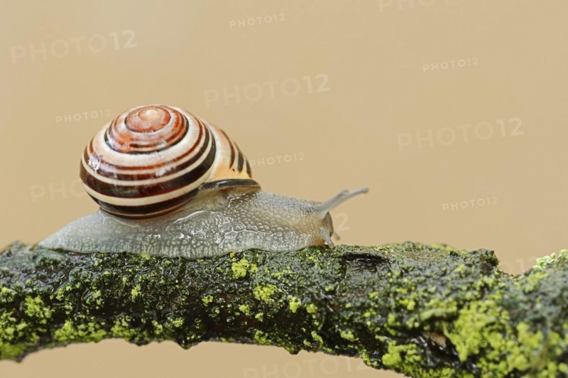 Grove snail (Cepaea nemoralis), North Rhine-Westphalia, Germany