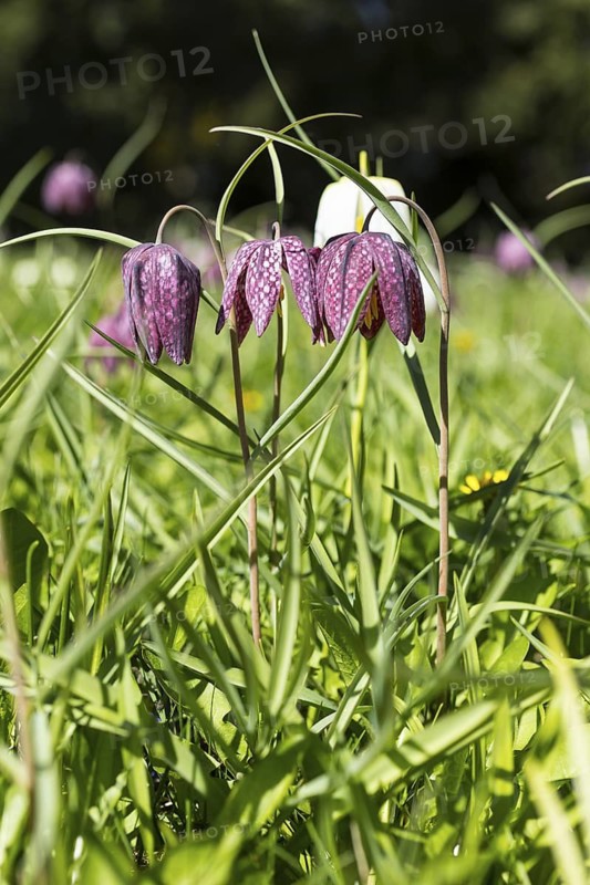 Snake's Head Fritillary (Fritillaria meleagris) in bloom, Dresden, Saxony, Germany