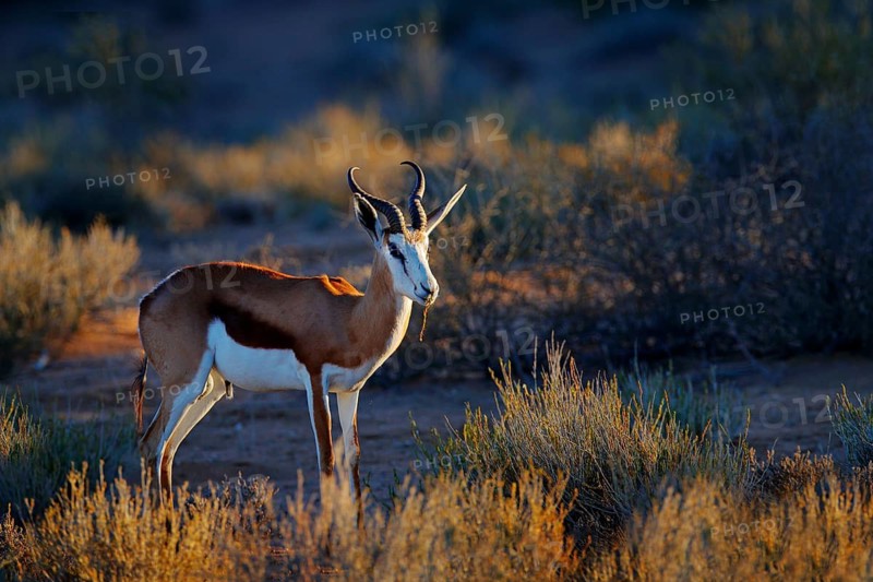 Springbok antelope, Antidorcas marsupialis, in the African dry habitat, Kgaladadi, Botswana. Mammal from Africa. Sunrise, springbok in evening back light. Sunset on safari in Namibia. Two animals