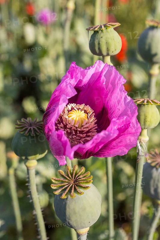 Blue poppy (Papaver somniferum) in a field near Callenberg, Saxony, Germany