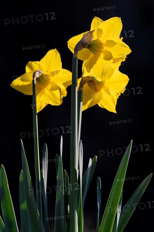 Wild daffodil, daffodil (Narcissus preudonarcissus), Schwaz, Tyrol, Austria