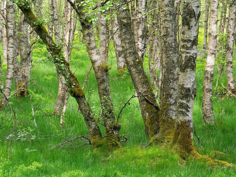 Carpathian birch forest (Betula pubescens), Rotes Moor, Rhön Biosphere Reserve, Hesse, Germany