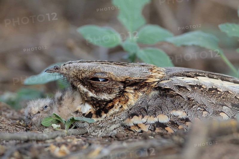 Red-necked Nightjar (Caprimulgus ruficollis) female on ground, Andalusia, Spain