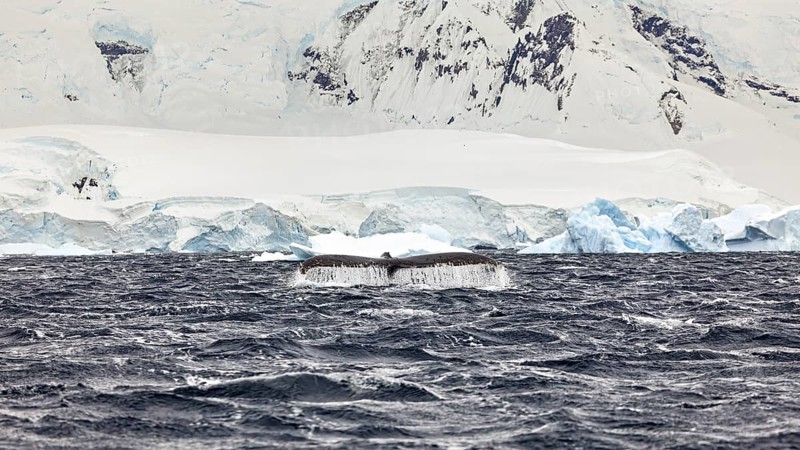 A whale shows its fin in the icy environment of the Antarctic Ocean, The fluke of a diving humpback whale in the Antarctic (Megaptera novaeangliae)