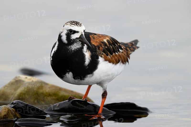 Ruddy Turnstone (Arenaria interpres), Smaland, Sweden