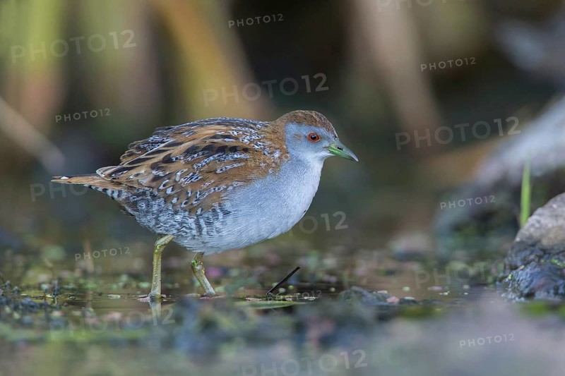 Baillon's Crake (Porzana pusilla palustris) foraging, Victoria, Australia
