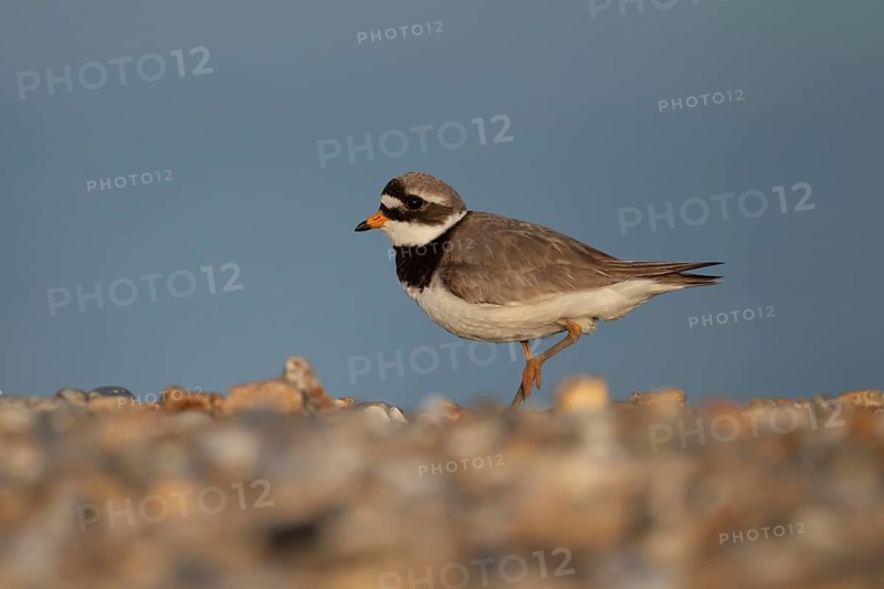 Ringed plover (Charadrius hiaticula) adult wading bird on a beach, England, United Kingdom