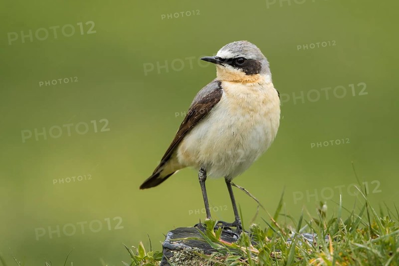 Northern Wheatear (Oenanthe oenanthe), Caucasus, Georgia