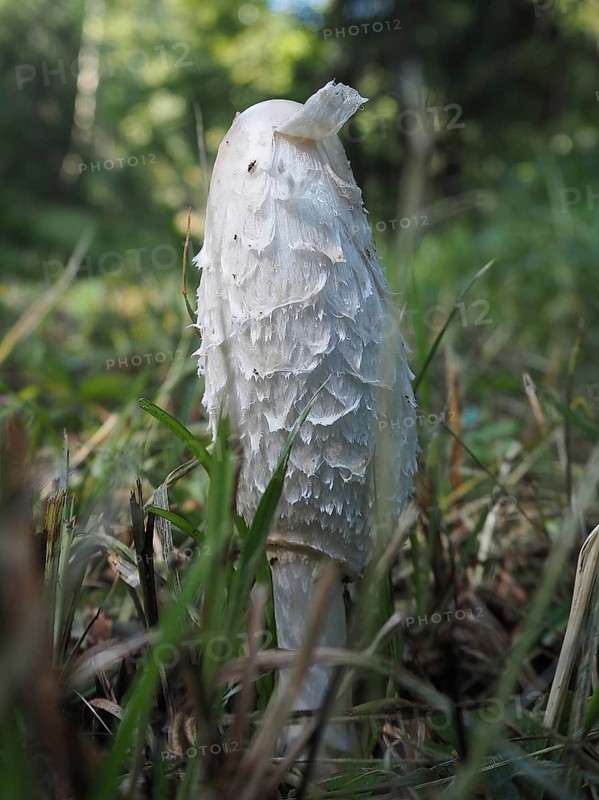 Crested tintling (Coprinus comatus)