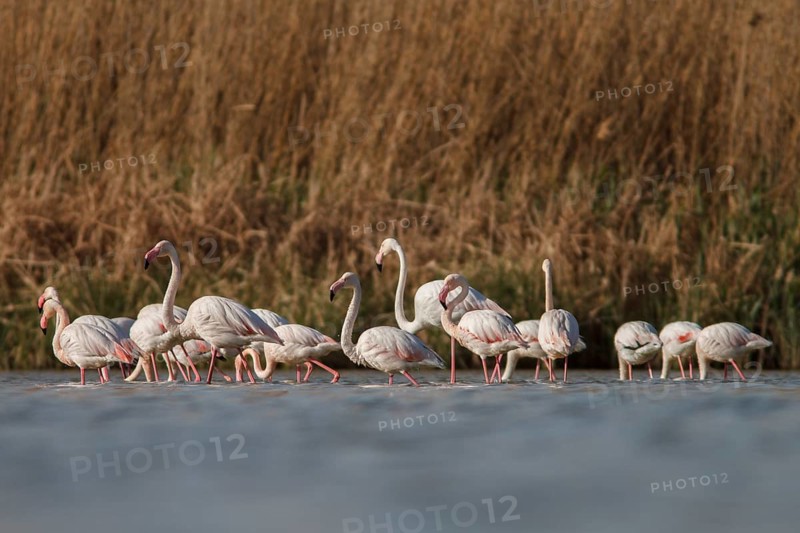 Greater Flamingo (phoenicopterus roseus), on marsh, Castile-La Mancha, Spain