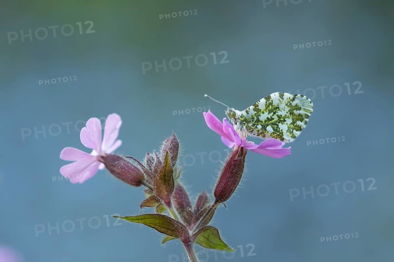 Orange tip butterfly (Anthocharis cardamines) adult insect resting on a Red campion flower in spring, Suffolk, England, United Kingdom