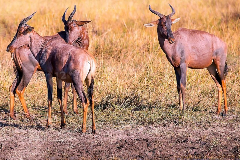 Africa, Botswana, antelope, lyrebird, Botswana