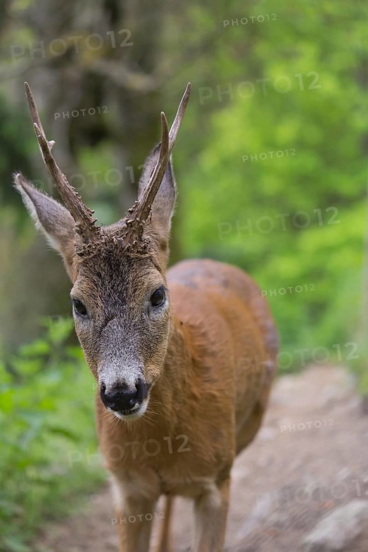 One male Roe Deer, Roe buck (Capreolus capreolus), walking on the forest floor through dense vegetation on hilly ground