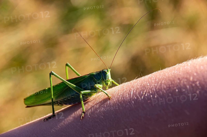 Grasshopper, Great green bush cricket crawls on a human arm