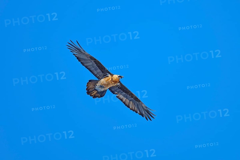 Bearded vulture (Gypaetus barbatus), flying high in the clear blue sky, Gemmi Pass, Leukerbad, Leuk, Valais, Switzerland