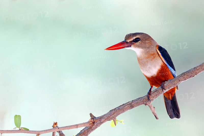 Grey-headed kingfisher, kingfisher, perch, foraging, biotope, habitat, animals, birds, kingfishers, (Halcyon leucocephala), distribution area, African continent Salalah, Ayn Razat, Dhofar, Oman