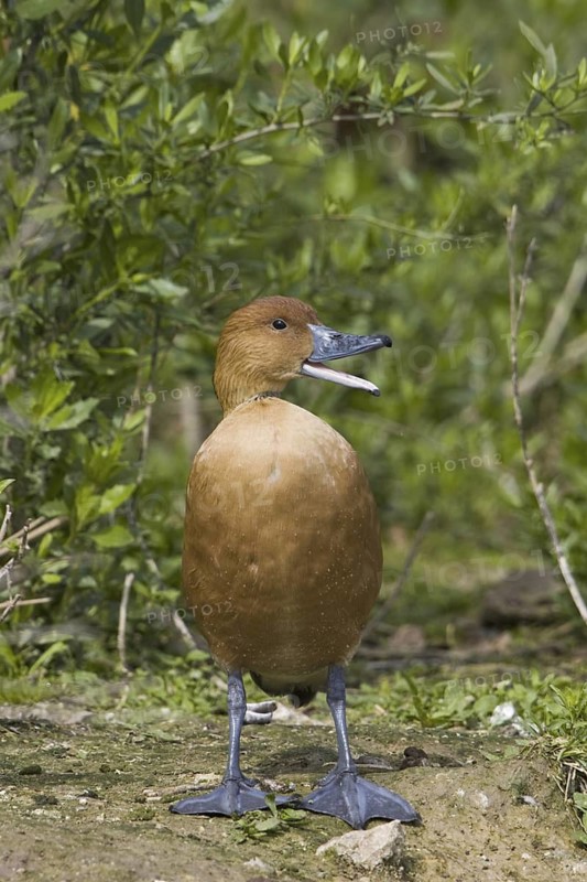 Fulvous Whistling Duck (Dendrocygna bicolor), Texas, USA