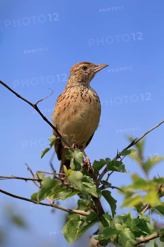 Bush Pipit (Anthus caffer), adult, on tree, perch, Pilanesberg National Park, North West Province, South Africa, Africa, Germany