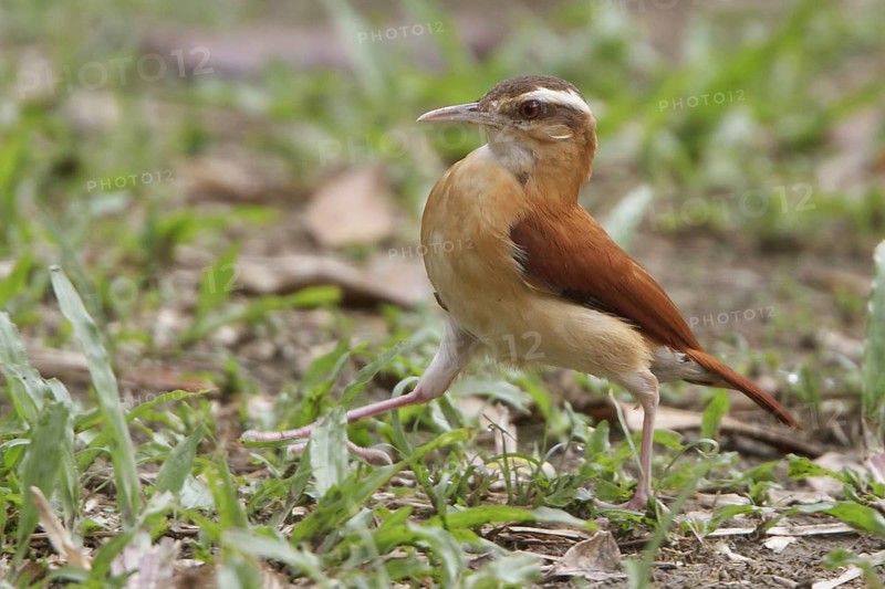 Pale-legged Hornero (Furnarius leucopus), Manu National Park, Peru