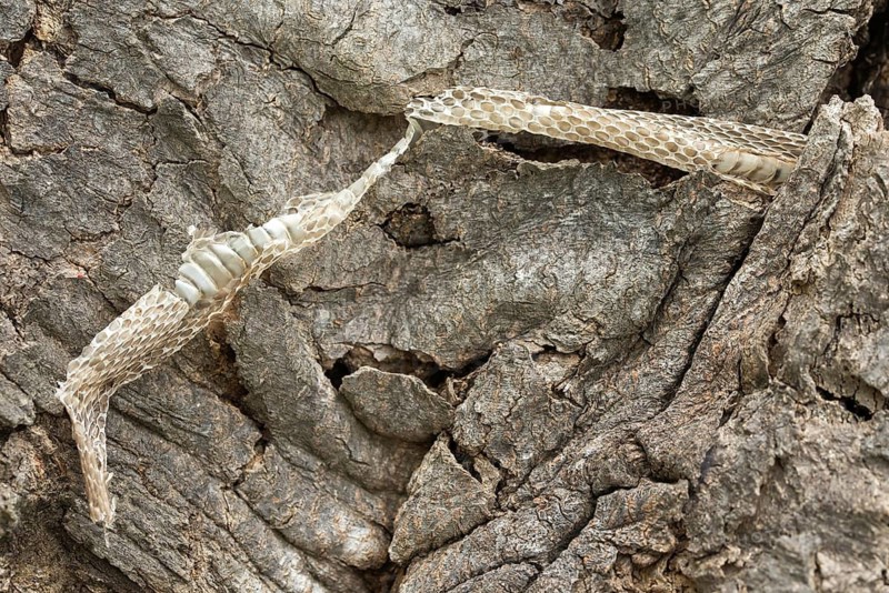 Coronella Austriaca, black snake, snake, critters, skin, molting, reptiles, molts, reptilia, reptiles, snakes, slough, snakes
