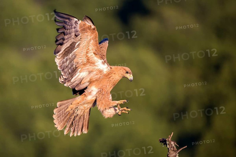 Spanish Imperial Eagle (Aquila adalberti) juvenile landing, Andalusia, Spain