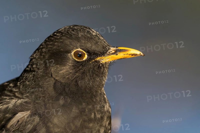 Close-up of a blackbird's head (Turdus merula) with distinctive yellow beak and dark feathers, Hesse, Germany