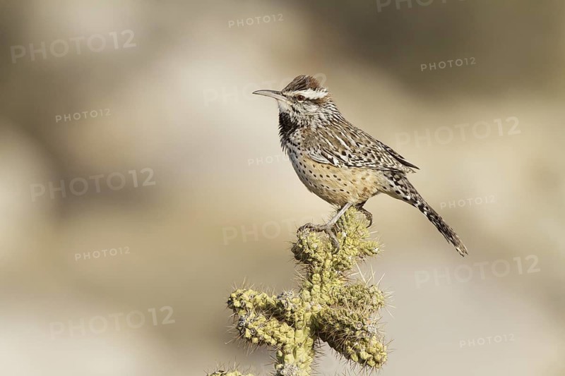 Cactus Wren (Campylorhynchus brunneicapillus), California, USA