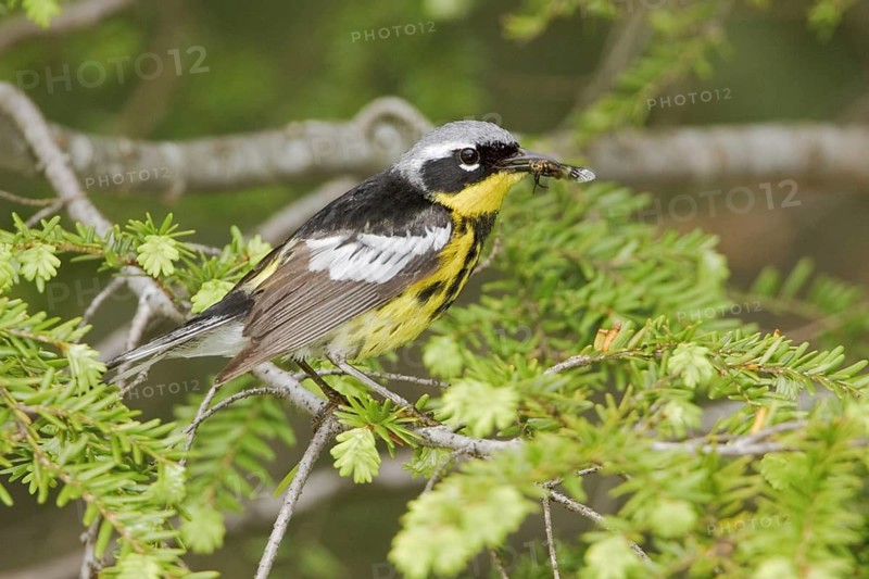 Magnolia Warbler (Setophaga magnolia), Ontario, Canada
