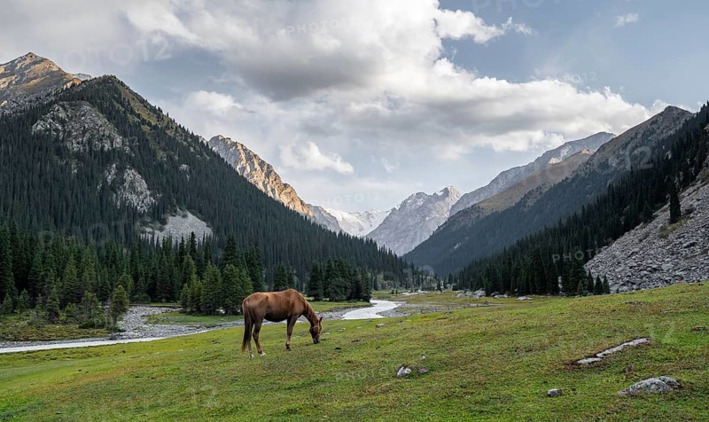 Horse grazing in a meadow, Green mountain valley with forest and mountain stream, Chong Kyzyl Suu Valley, Terskey Ala Too, Tien-Shan Mountains, Kyrgyzstan
