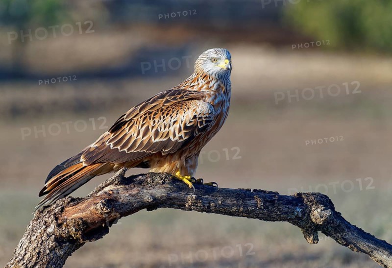 Red milvus (Milvus milvus), on a dry branch, Pyrenees, Spain