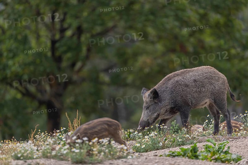 One young adult and one piglet wild boar or wild pig (Sus scrofa) walking over an opening with some flowering plants around and a green forest in the background