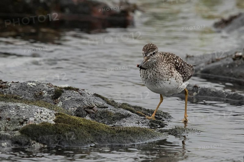 Wood Sandpiper (Tringa glareola), Dalarna, Sweden