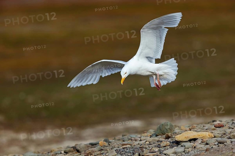 Glaucous gull (Larus hyperboreus), Norway, Spitsbergen, aerial photograph, Longyearbyen, Svalbard / Spitsbergen, Norway