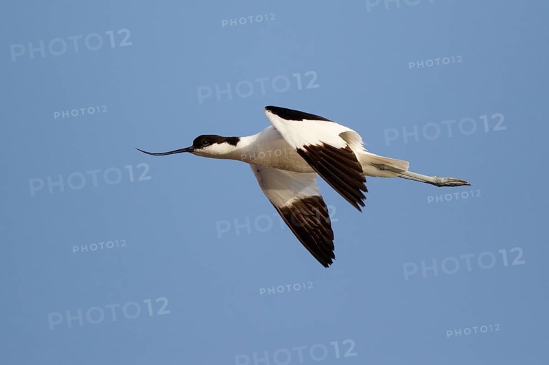 Pied Avocet (Recurvirostra avosetta) flying, Lesvos, Greece