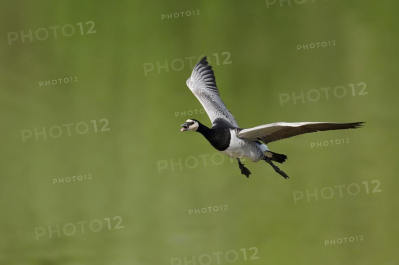 Barnacle goose (Branta leucopsis) flying, North Rhine-Westphalia, Germany