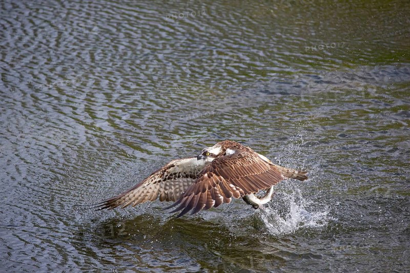 Western osprey (Pandion haliaetus) fishing, Finland
