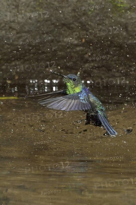 Crowned Woodnymph (Thalurania colombica) bathing, Costa Rica