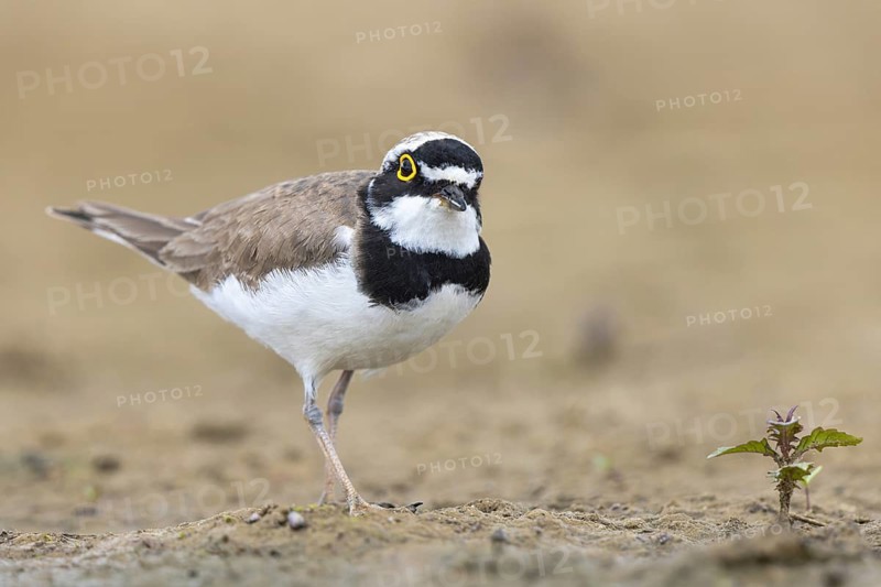 Little Ringed Plover (Charadrius dubius) male, North Rhine-Westphalia, Germany