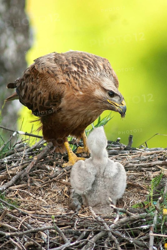 Accipitriformes, eagle buzzard, Buteo Rufinus, long-legged buzzard, birds, Bulgaria, eagle, female, birds of prey, high size, portrait format, leo, raptor, raptors, birds, female