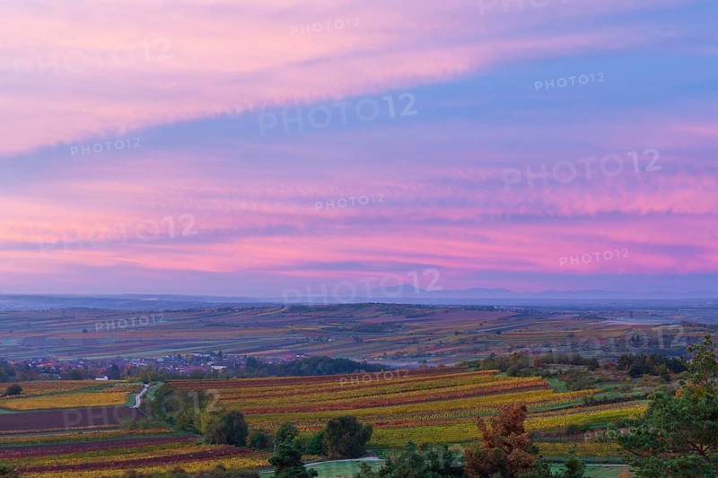 Vineyards at sunrise in Retz, Lower Austria