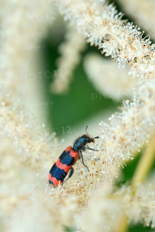 Bee beetle, bee wolf, common bee beetle, immense beetle, immense wolf, trichodes apiarius, beetle, coleoptera, high size, portrait format, insects, beetles